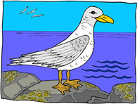 sea-gull